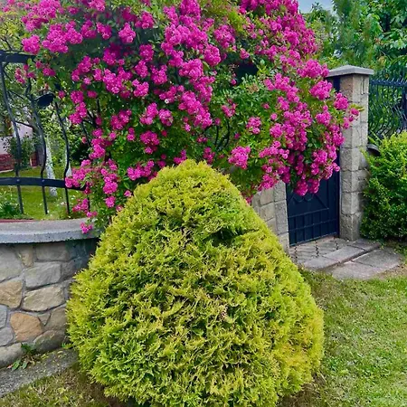 бойківчанка Penzion